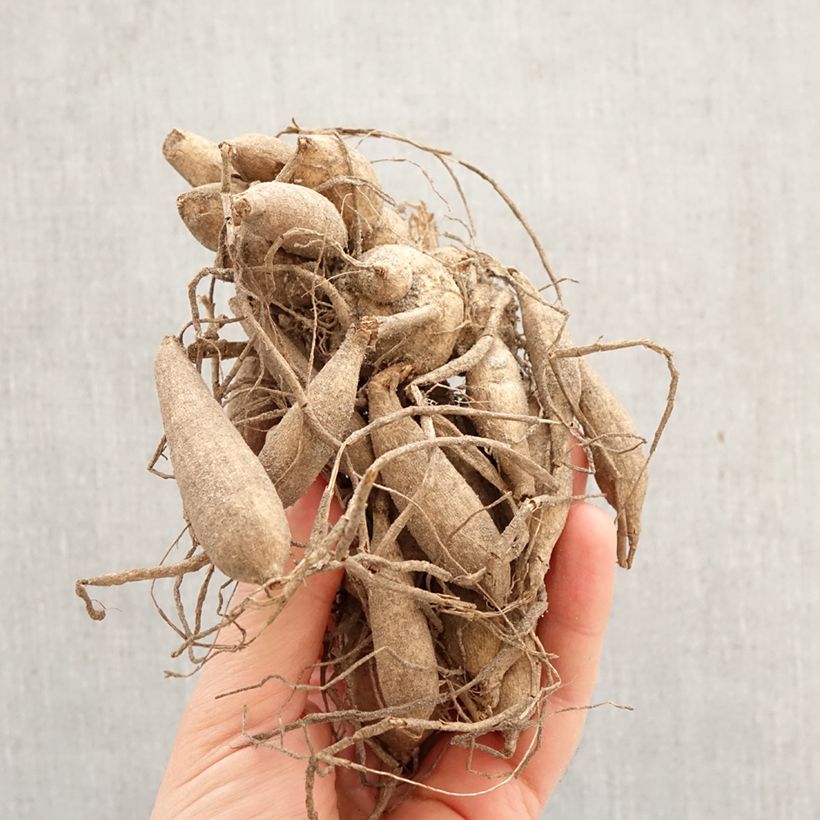 Dalia Flor de Anémona Purpinca Bulbo calibre I Ejemplar entregado en la primavera