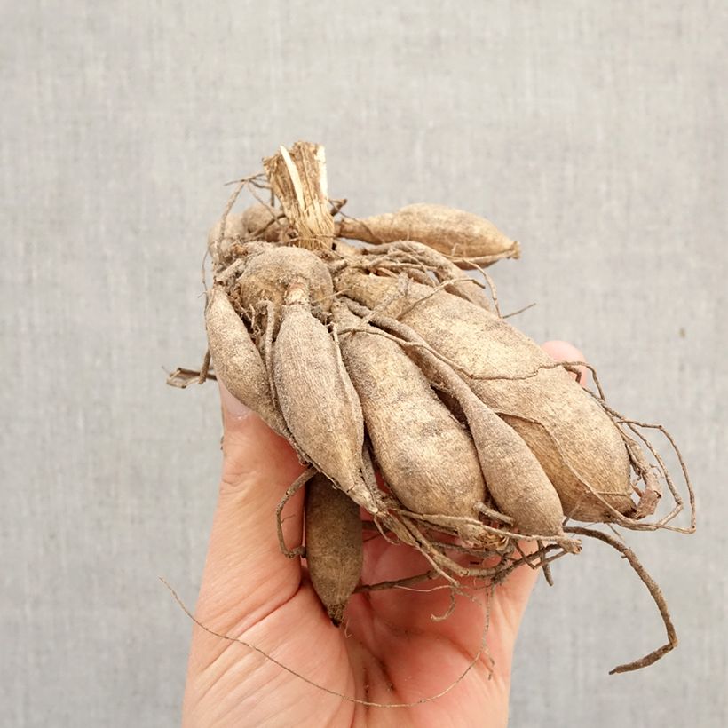 Dalia Flor de Anémona Purple Puff Bulbo Ejemplar entregado en la primavera