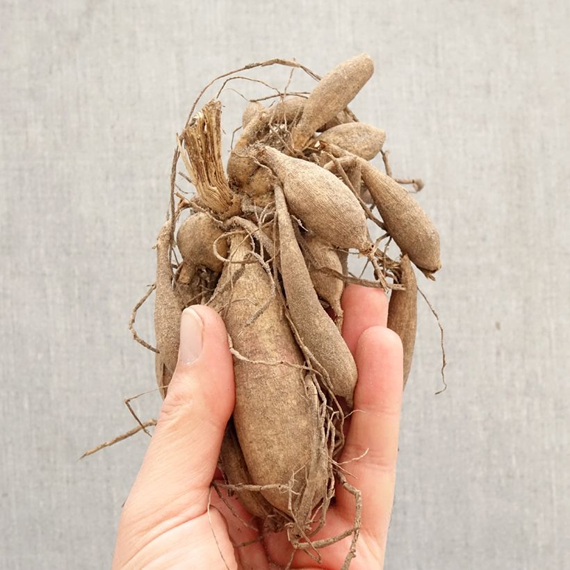 Dalia Flor de Anémona Rock and Roll Bulbo Ejemplar entregado en la primavera