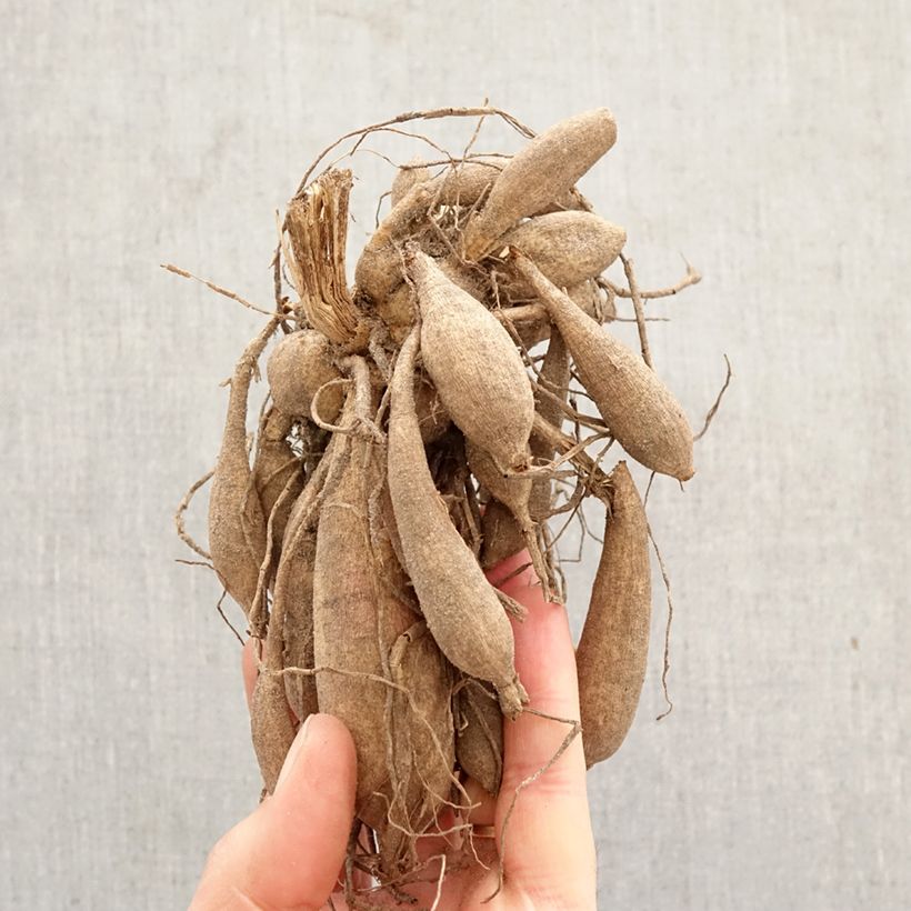 Dalia Flor de Anémona Siemen Doorenbos Bulbo Ejemplar entregado en la primavera