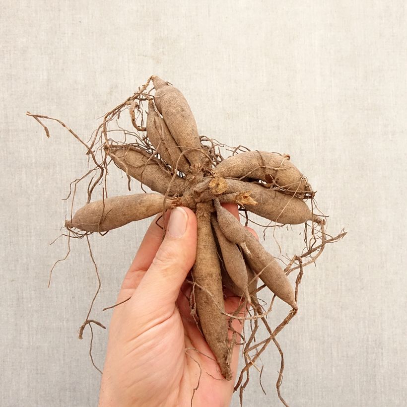 Dalia bola Bantling Bulbo calibre I Ejemplar entregado en la primavera