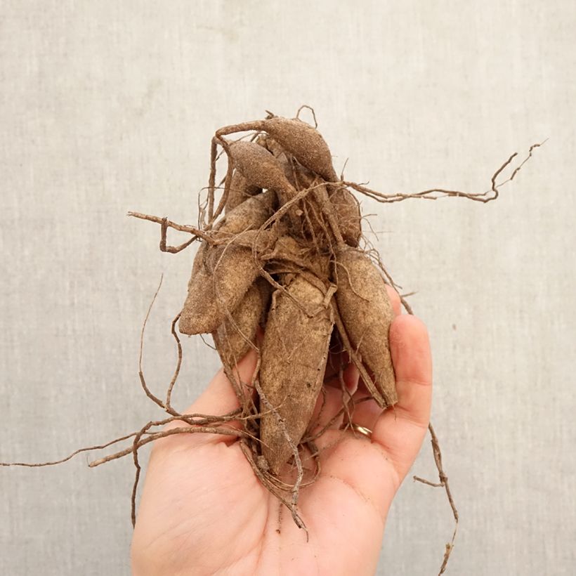 Dalia bola Bazuin® Bright Orange Bulbo calibre I Ejemplar entregado en la primavera