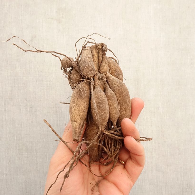 Dalia bola Beauty Queen Bulbo calibre I Ejemplar entregado en la primavera