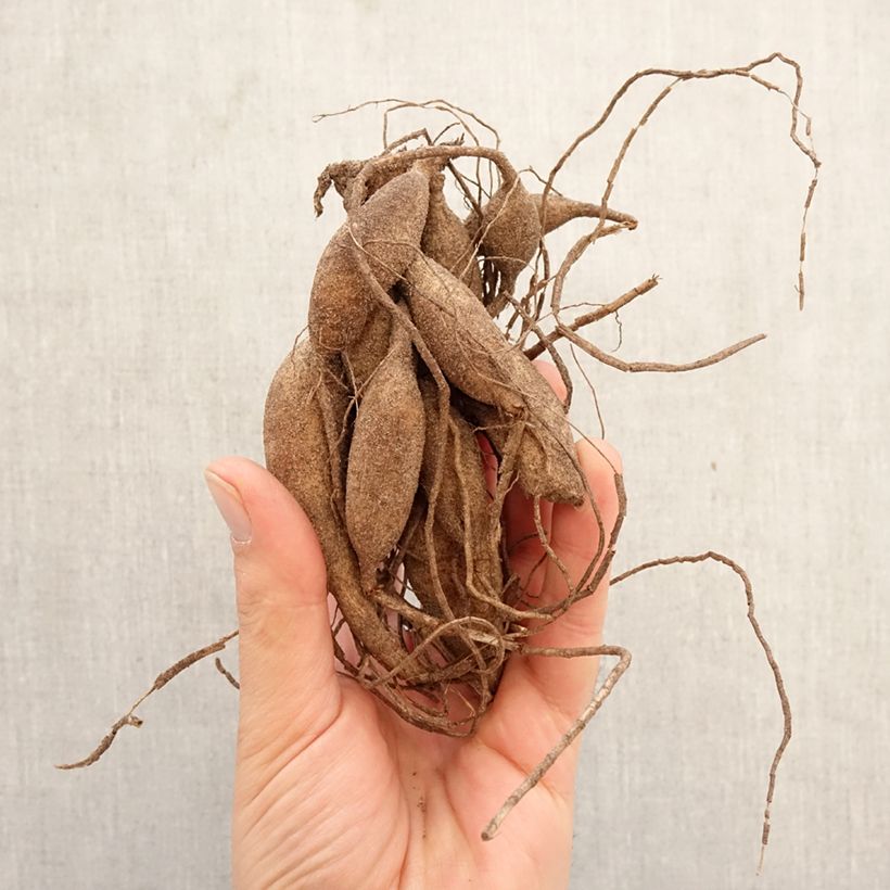 Dalia bola Black Hero Bulbo calibre I Ejemplar entregado en la primavera