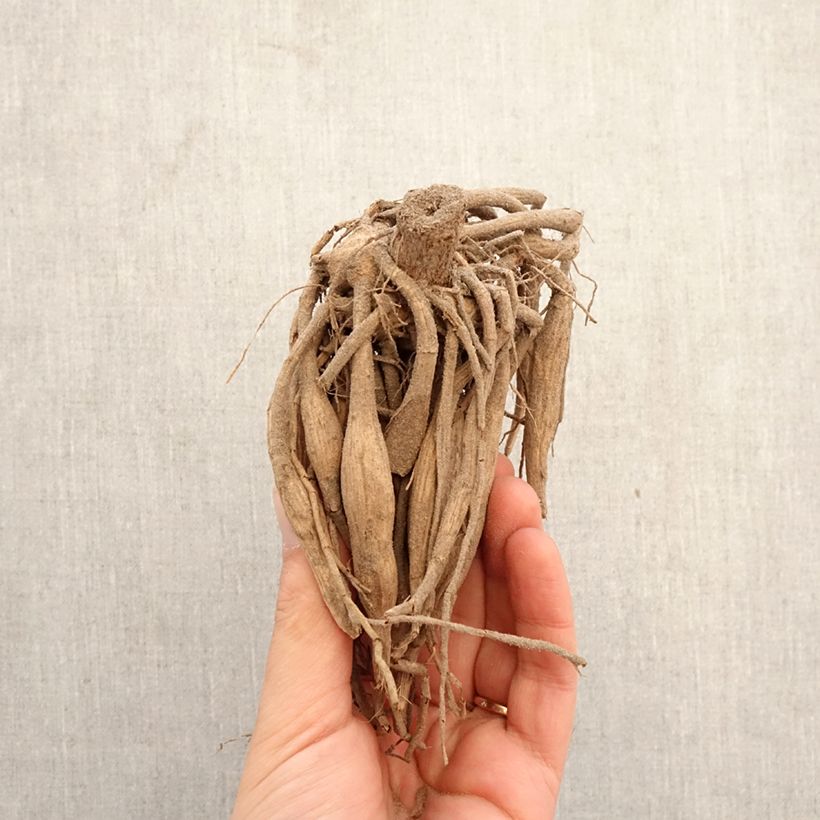 Dalia bola Boy Scout Bulbo calibre I Ejemplar entregado en la primavera