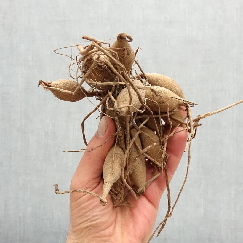 Dalia bola Brown Sugar Bulbo calibre I Ejemplar entregado en la primavera