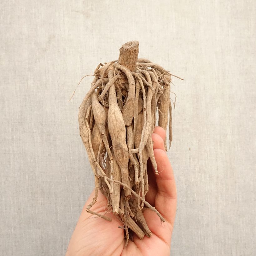 Dalia bola Cum Laude Bulbo Ejemplar entregado en la primavera