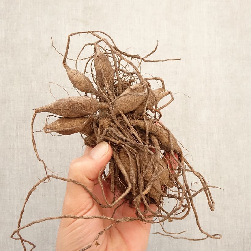 Dalia bola Dear Alexander Bulbo calibre I Ejemplar entregado en la primavera