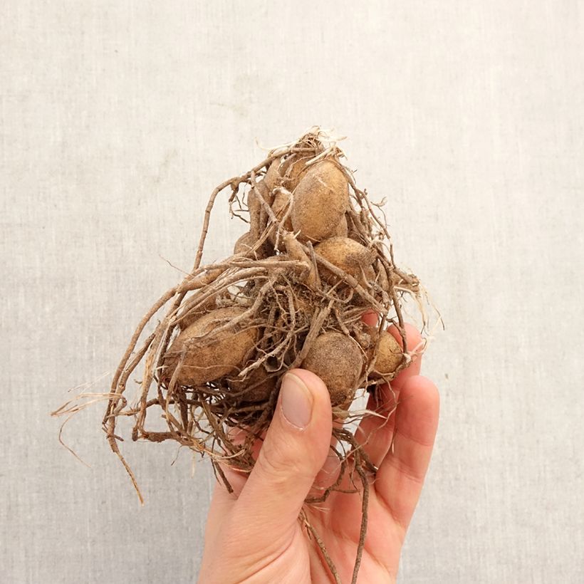 Dalia bola Ice Baby Bulbo calibre I Ejemplar entregado en la primavera