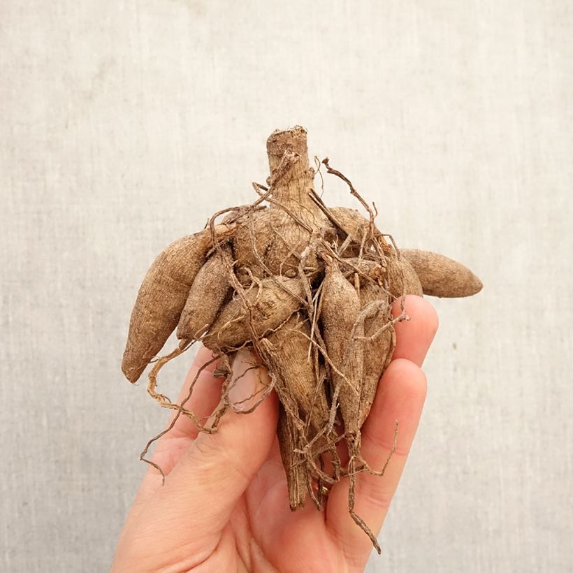 Dalia bola Ivanetti Bulbo calibre I Ejemplar entregado en la primavera