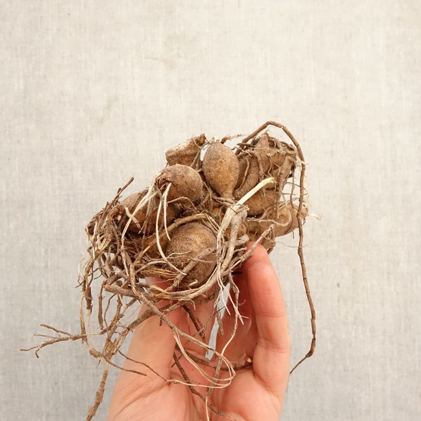 Dalia bola Jowey Frambo Bulbo calibre I Ejemplar entregado en la primavera