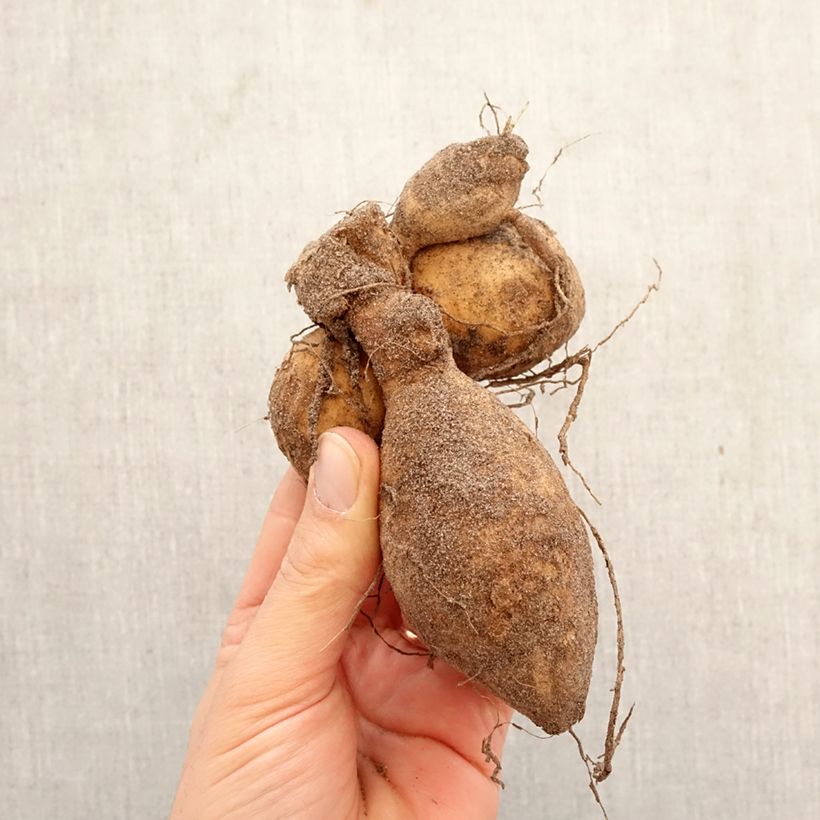 Dalia bola Jowey Linda Bulbo calibre I Ejemplar entregado en la primavera