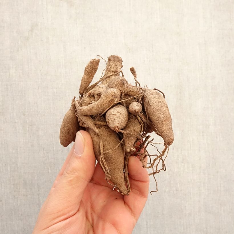 Dalia bola Linda's Baby Bulbo calibre I Ejemplar entregado en la primavera