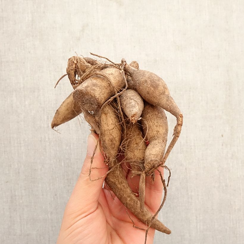 Dalia bola Marble Ball Bulbo calibre I Ejemplar entregado en la primavera