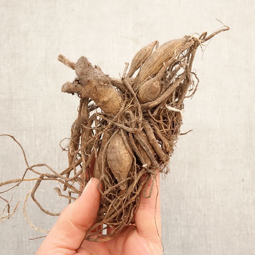 Dalia Marshmallow Baby Bulbo calibre I Ejemplar entregado en la primavera