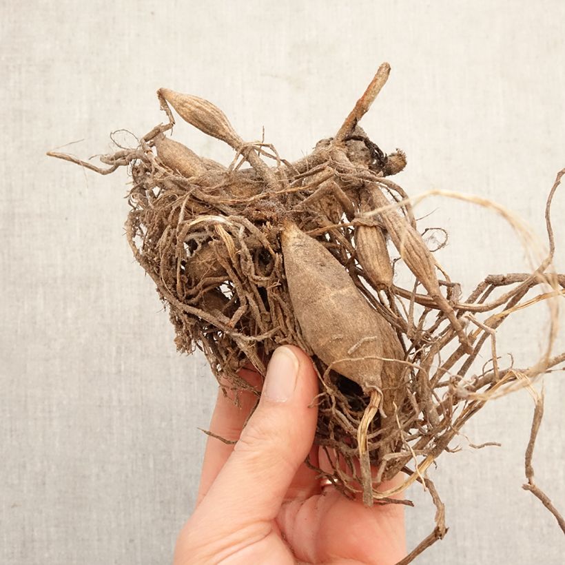 Dalia bola New Baby Bulbo calibre I Ejemplar entregado en la primavera