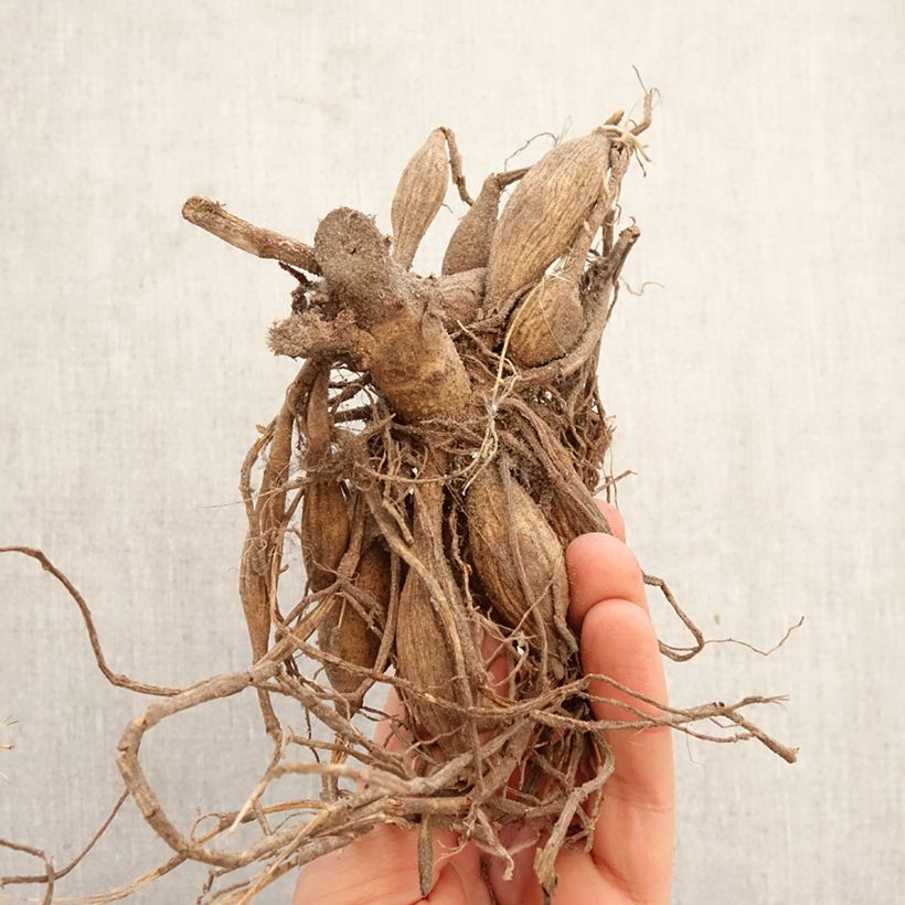 Dalia bola Peter Bulbo calibre I Ejemplar entregado en la primavera