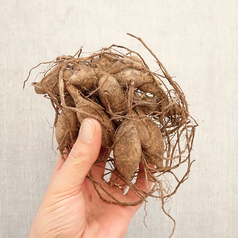 Dalia bola Pink Ardour Bulbo calibre I Ejemplar entregado en la primavera