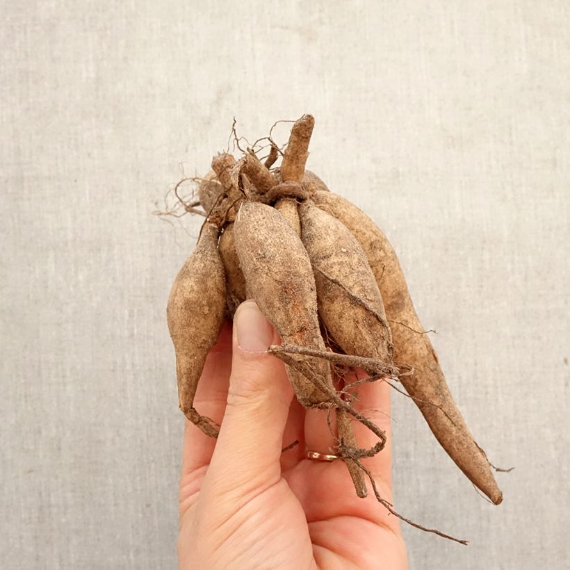 Dalia bola Portofino Bulbo calibre I Ejemplar entregado en la primavera