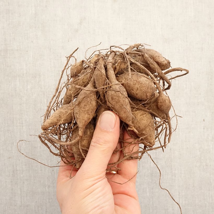 Dalia bola Purple Fox Bulbo calibre I Ejemplar entregado en la primavera