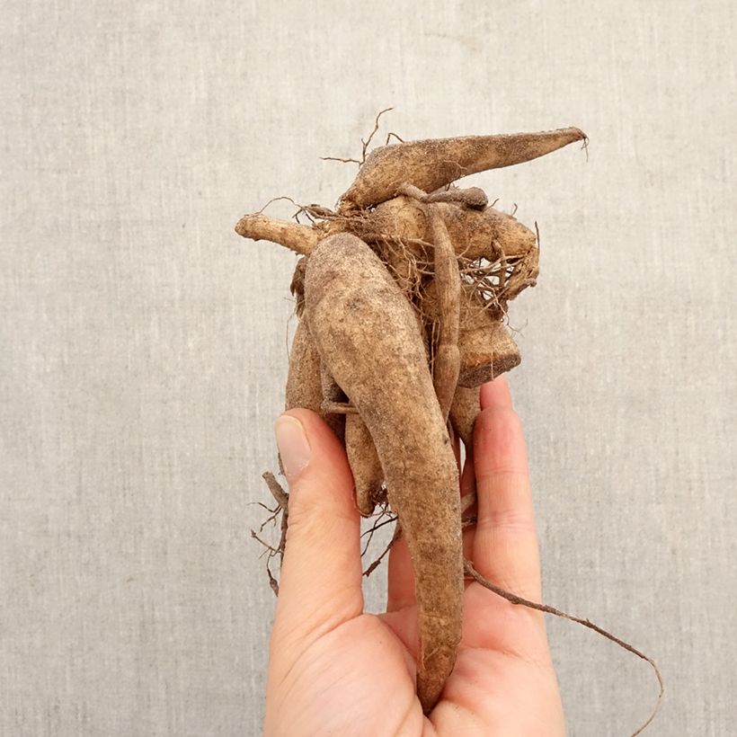 Dalia bola Randy Crawford Bulbo calibre I Ejemplar entregado en la primavera