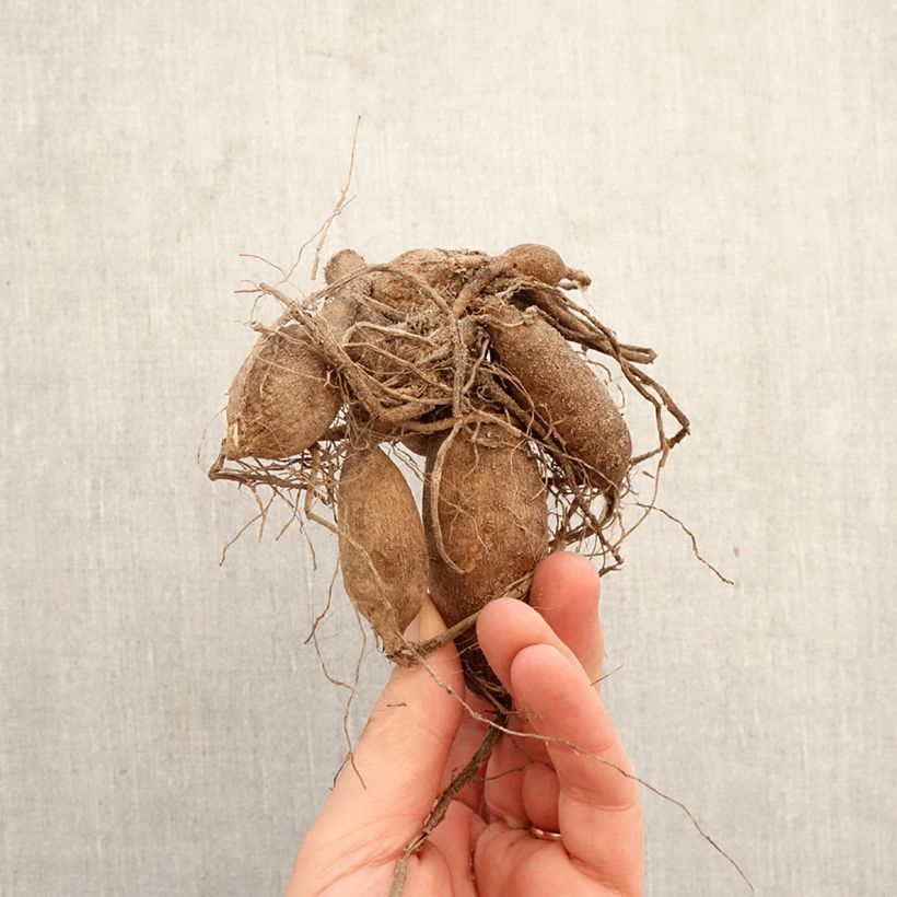 Dalia bola Red Fox Bulbo calibre I Ejemplar entregado en la primavera