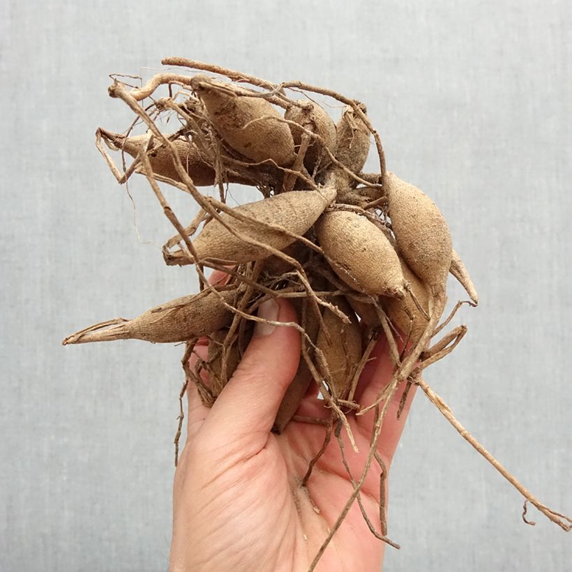 Dalia bola Rocco Bulbo calibre I Ejemplar entregado en la primavera