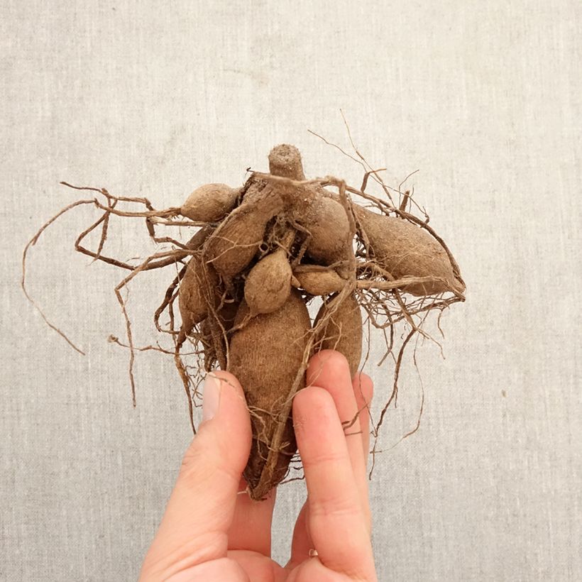 Dalia bola Smoothy Bulbo calibre I Ejemplar entregado en la primavera