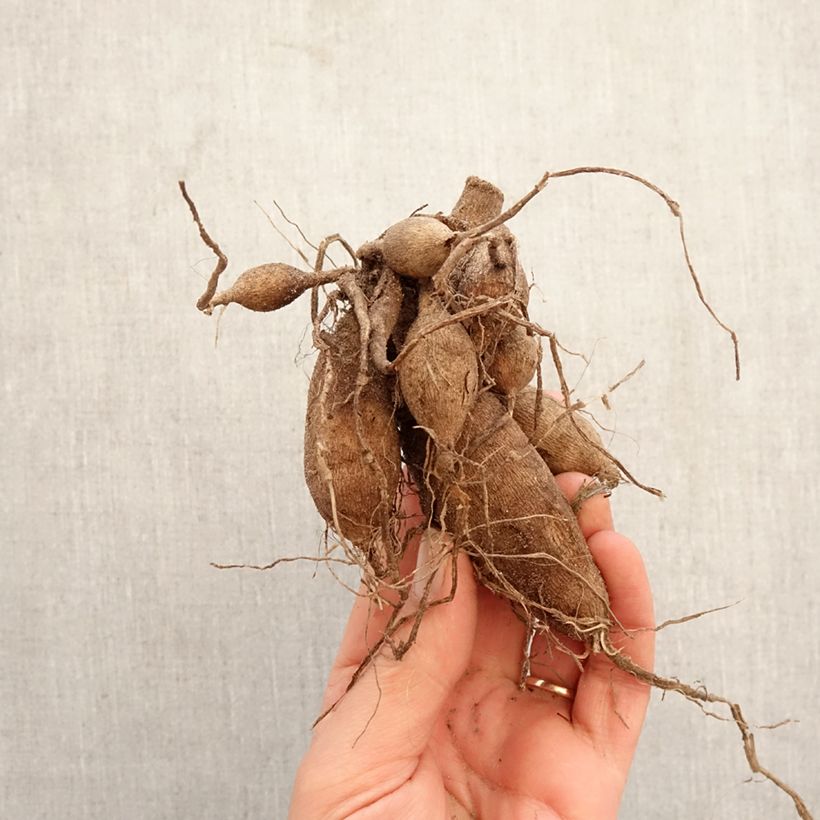 Dalia bola Snow Cap Bulbo calibre I Ejemplar entregado en la primavera