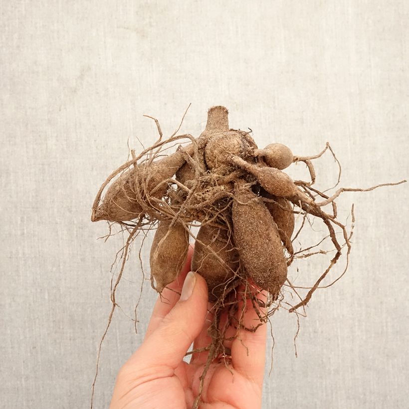 Dalia bola Summer Haze Bulbo Ejemplar entregado en la primavera