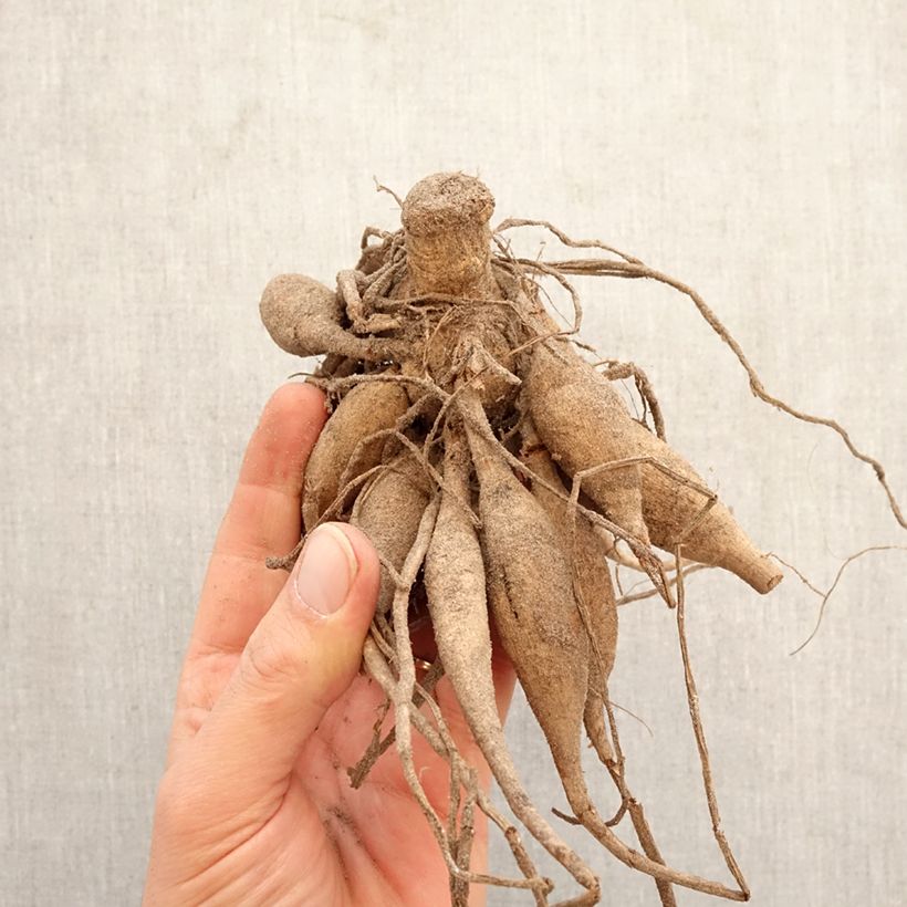 Dalia bola Wizard Of Oz Bulbo calibre I Ejemplar entregado en la primavera