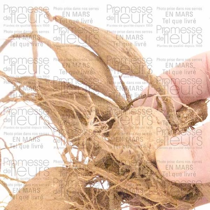Ejemplo de ejemplar de Dahlia décoratif Organza Bulbe tal y como se entrega