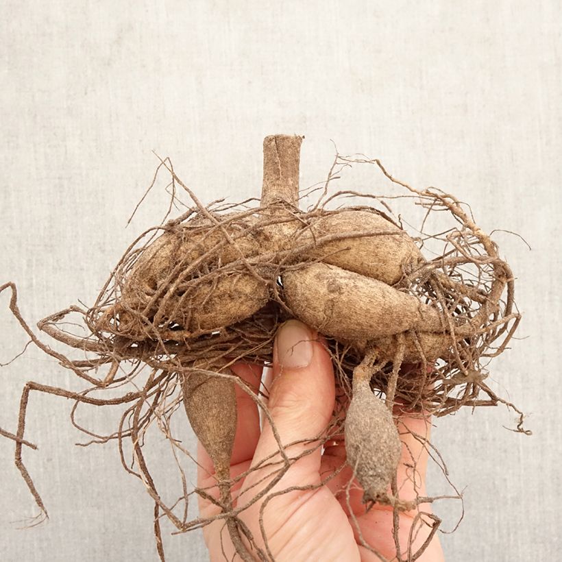 Dalia cactus Admiral Bulbo Ejemplar entregado en la primavera