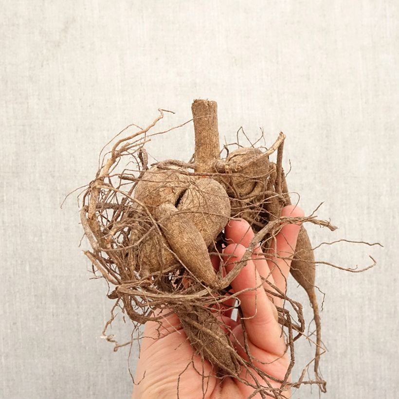 Dalia cactus Apricot Star Bulbo calibre I Ejemplar entregado en la primavera