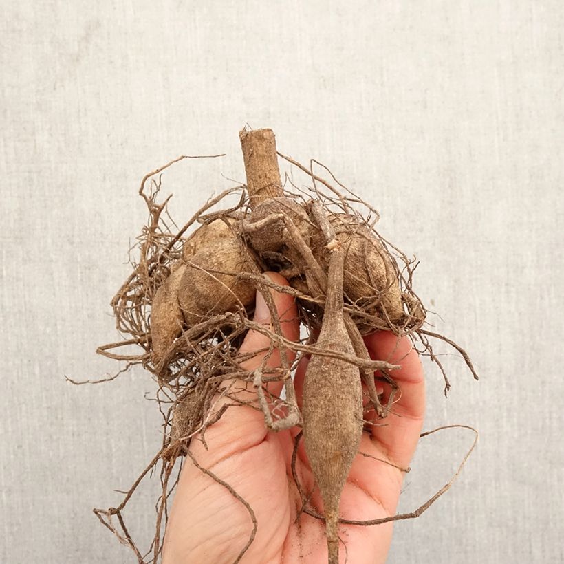 Dalia cactus Camargue Bulbo Ejemplar entregado en la primavera