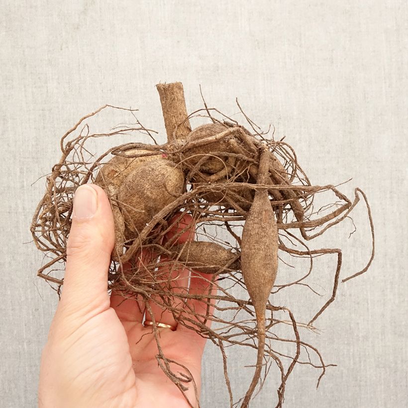 Dalia cactus Chat Noir Bulbo calibre I Ejemplar entregado en la primavera