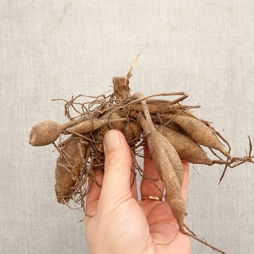 Dalia cactus Black Touch Bulbo calibre I Ejemplar entregado en la primavera