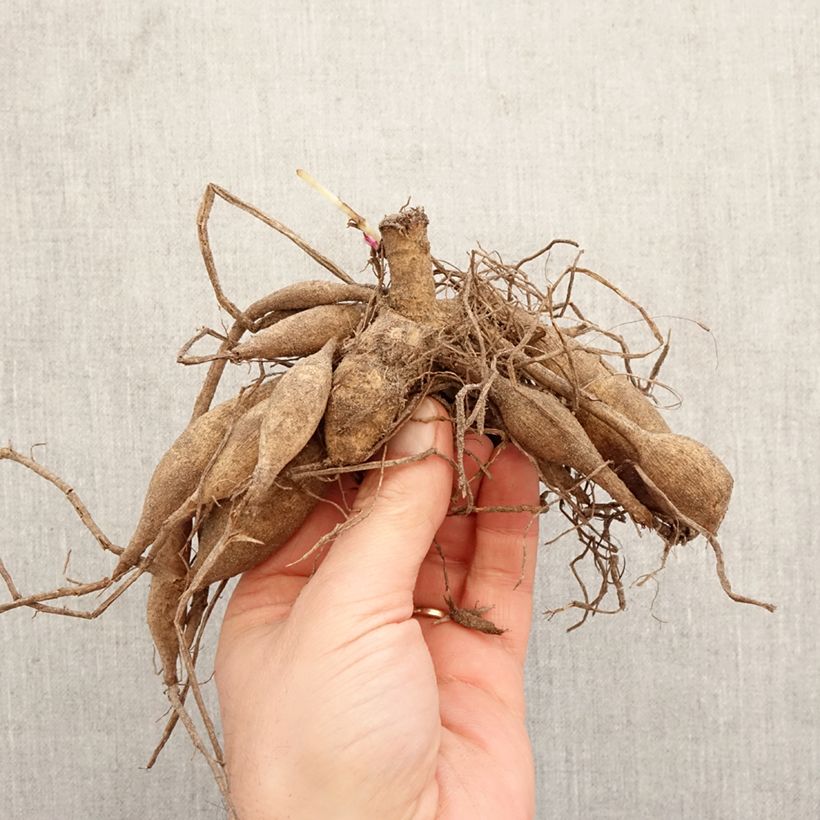 Dalia cactus Chabada Bulbo Ejemplar entregado en la primavera