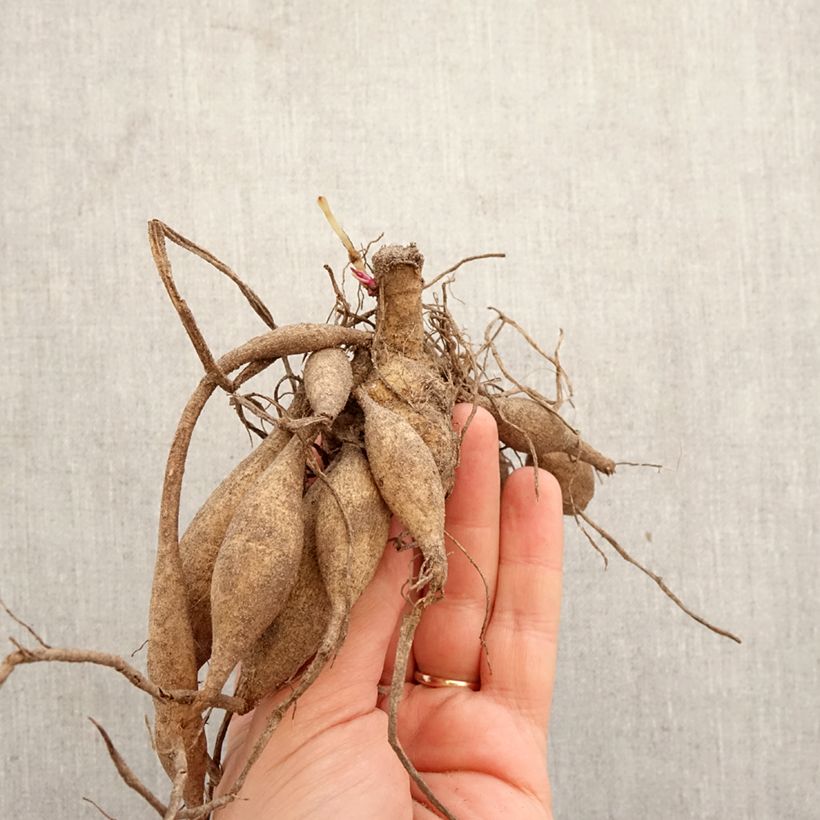 Dalia cactus Cheyenne Bulbo calibre I Ejemplar entregado en la primavera