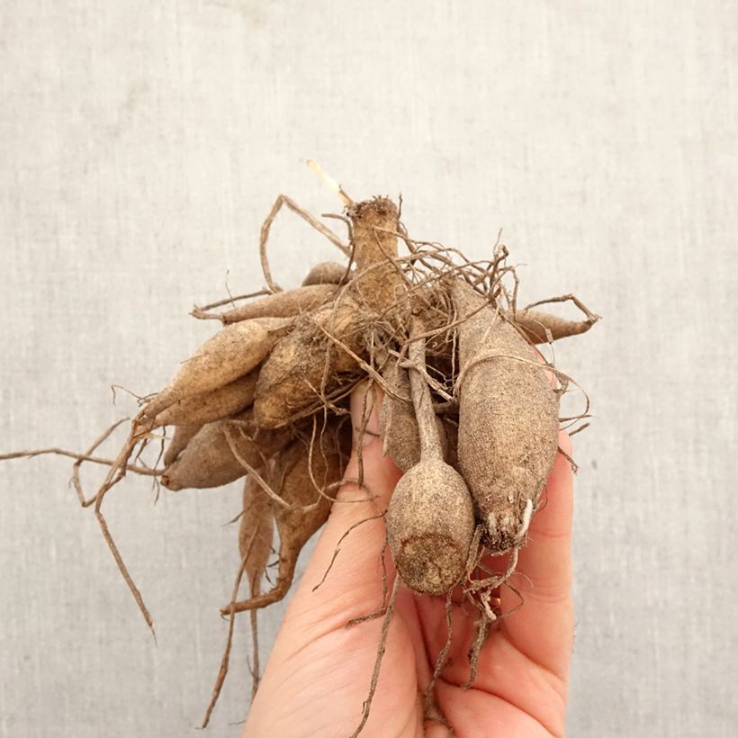 Dalia cactus Alauna Clair-Obscur Bulbo calibre I Ejemplar entregado en la primavera