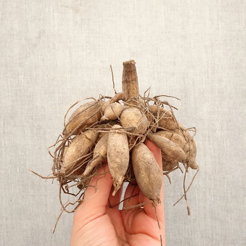 Dalia cactus Emmaus Bulbo Ejemplar entregado en la primavera