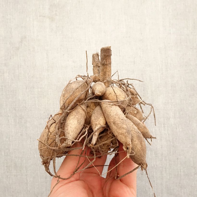 Dalia cactus Encore Bulbo calibre I Ejemplar entregado en la primavera