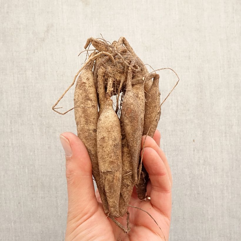 Dalia cactus Ice Crystal Bulbo calibre I Ejemplar entregado en la primavera