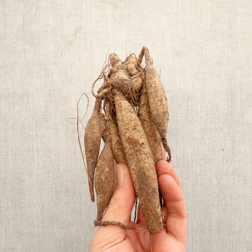 Dalia cactus Jaxon Bulbo calibre I Ejemplar entregado en la primavera