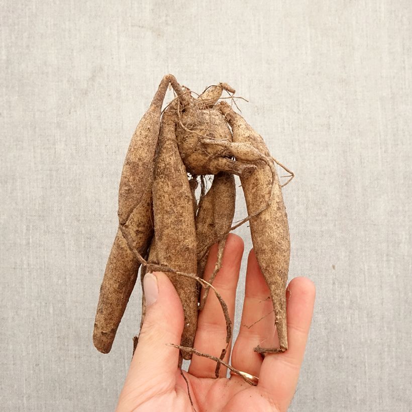 Dalia cactus Mel's Orange Marmalade Bulbo calibre I Ejemplar entregado en la primavera