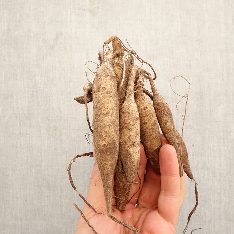 Dalia cactus Nadia Ruth Bulbo calibre I Ejemplar entregado en la primavera