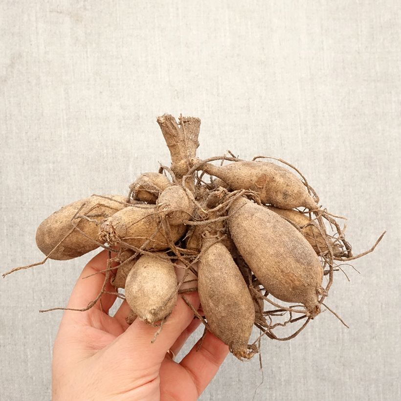 Dalia cactus Nenekasi Bulbo calibre I Ejemplar entregado en la primavera