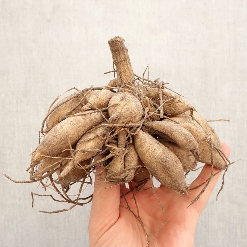 Dalia cactus Tsuki Yori no Shisha Bulbo calibre I Ejemplar entregado en la primavera