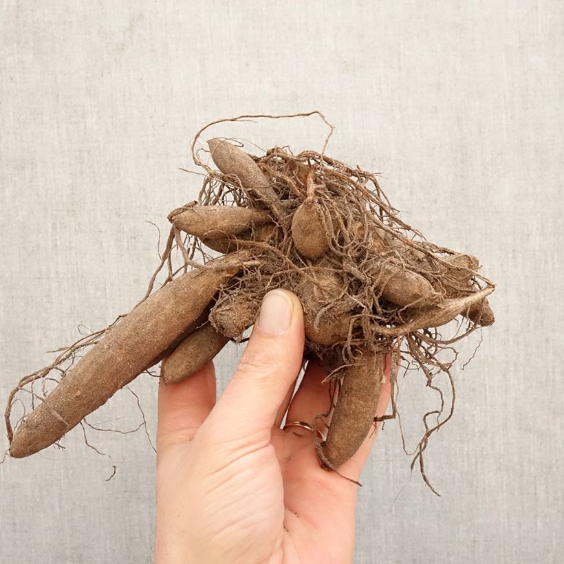 Dalia cactus Urchin Bulbo calibre I Ejemplar entregado en la primavera