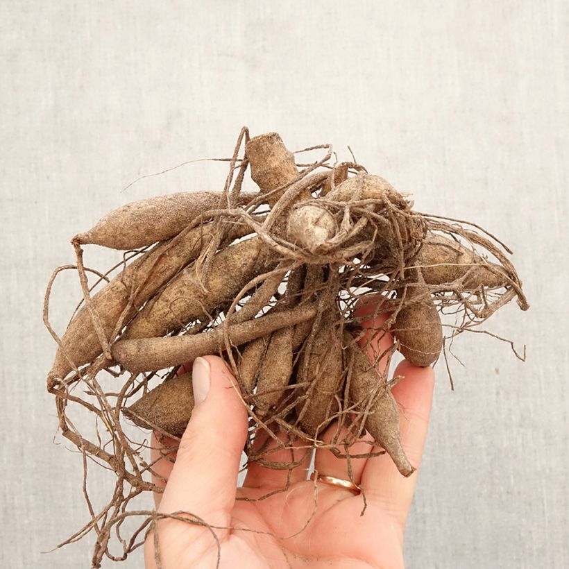 Dahlia cactus Hollyhill Cotton Candy Bulbo calibre I Ejemplar entregado en la primavera